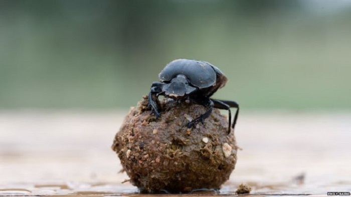 Dancing dung beetles navigate with `sky snapshot`